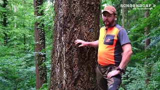 Waldfenster – Die Douglasie: wuchskräftige Ergänzung im Stadtwald