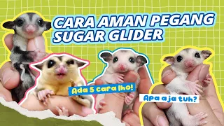 Cara Aman Pegang Sugar Glider | 97% Bebas dari Gigitan =)