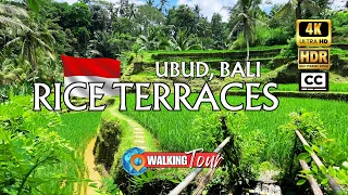 Exploring Rice Terraces, Ubud [Indonesia 🇮🇩] Bali 4K HDR 60fps Walking Tour