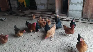 Сільські будні, кури, бички, свині🐖🐓🐔🐂