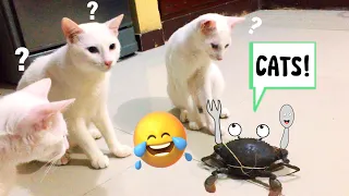 FUNNY CATS VIDEO WILL MAKE YOU LAUGH HARD 🤣 | CAT VIDEOS CUTE