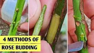 4 methods of rose budding | Rose bud Grafting | best grafting methods