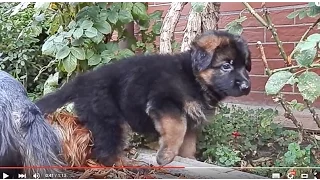 Красивый щенок немецкой овчарки. Funny German Shepherd puppy. Одесса.