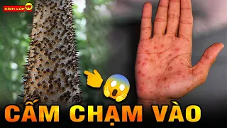 🔥 6 Bí Ẩn Ly Kỳ Độc Đáo và Đang So Về Cây Mà Chưa Ai Nói Cho Bạn Biết | Kính Lúp TV