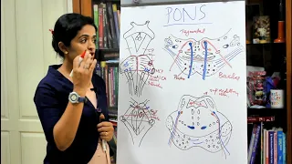 NEUROANATOMY-THE BRAINSTEM-PART 2 THE PONS-DR ROSE JOSE MD