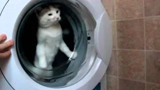 Really funny Cats in the washing machine