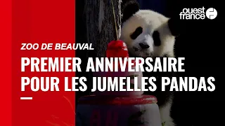Au zoo de Beauval, les jumelles pandas fêtent leur un an