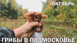 ❗ГРИБЫ В ПОДМОСКОВЬЕ👉ОКТЯБРЬ 2022🍄ОСЕННИЕ ОПЯТА.🍄МОКРУХА ЕЛОВАЯ.🍄РЯДОВКА ФИОЛЕТОВАЯ