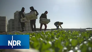 Corona: Ernte in Krisenzeiten | DIE REPORTAGE | NDR Doku