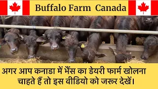 Buffalo Dairy Farm In Canada / Dairy Business / water Buffalo Farm