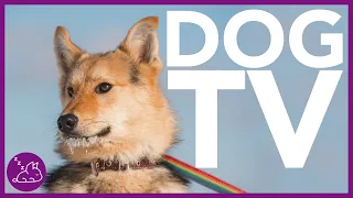 Dog TV: Entertaining and Exciting Virtual Dog Walk!
