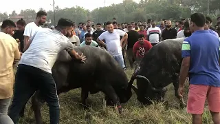 АЗИАТСКИЕ ВОДНЫЕ БЫКИ В ДЕЛЕ, БОИ БУЙВОЛОВ НА ЮЖНОМ ГОА,ЧИННО СТАНОВИТСЯ ЧЕМПИОНОМ.ИНДИЯ