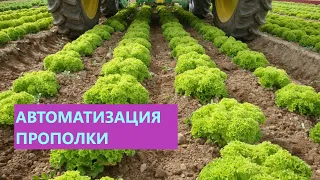 Культивация и автоматизация механической прополки в ряду и в междурядье на листовых салатах, капусте