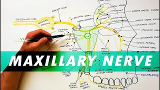 Trigeminal Nerve Anatomy - The Maxillary nerve