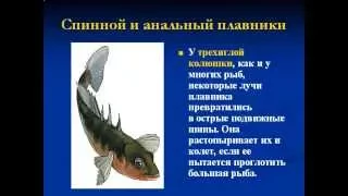 Хрящевые и костные рыбы.AVI