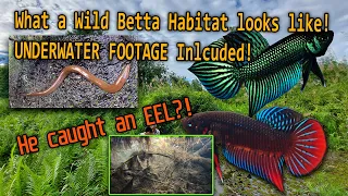 Catching Wild Bettas in their habitat in Thailand with underwater footage! - FranksBettas