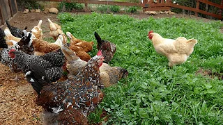 Making a Chicken Pasture - Start to Finish