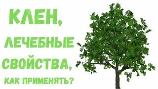 Клен лечебные свойства: польза и применение подробное описание и способы приготовления