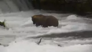 Katmai National Park & Preserve for a live play-by-play of the events on our Brooks Falls