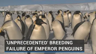 'Unprecedented' breeding failure of Emperor penguins in Antarctica