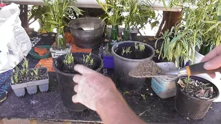 Milkweed, Swan plants growing from seed. 2024