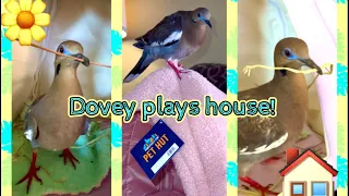 😆 DOVE Builds a “NEST”? (Dovey & his new playhouse!) #dove #birds #doves #dovebird #pigeon #pets