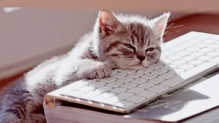 [광고없음] 중독 주의! 20분안에 꿀잠자는 수면유도음악🎵 고양이가 좋아하는 음악,고양이 편안한 음악,힐링음악,수면음악