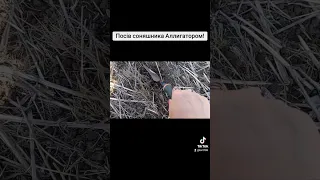 Посів  соняшника  Алигатором!