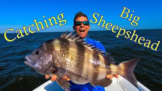 How to Catch lots of Big Sheepshead, Pro Tips and Tricks!