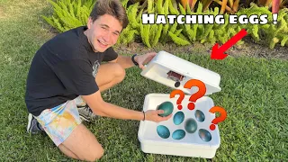 HATCHING OUT THE MYSTERY EGGS ! WHATS INSIDE ?!