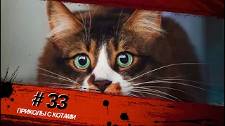 Смешные КОТЫ #33 / Лучшие приколы 2021 / Funny cats.