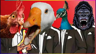 ROOSTER & DUCK & PEACOCK & GORILLA (ANIMALS WORLD) - Coffin Dance X Baby Shark COVER