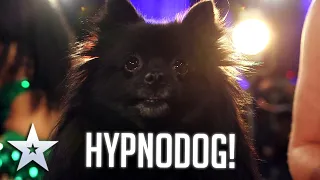 DOG HYPNOTIST! I Audition I BGT Series 9