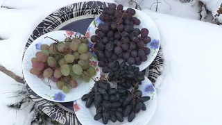 Хранение винограда. Сезон 2022. Кто сохранился до зимы
