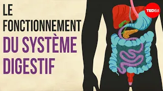 Le fonctionnement du système digestif - Emma Bryce