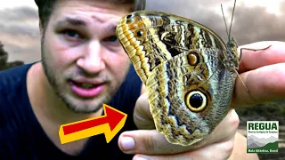 GIANT Owl Butterfly!!! [Caligo illioneus]