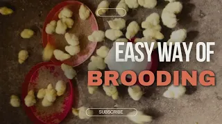 How to Brood day old chicks to maturity the easy way