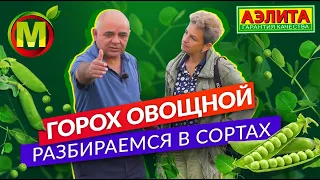 Обзор сортов гороха овощного. Полный обзор семян гороха.