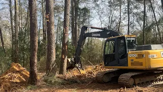 Huge trees ! Clearing a lot with some massive pines. Watch til the end .