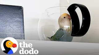 Lovebird Will Go To Any Length To Break Into Kitchen Cupboard | The Dodo