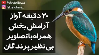 صدای طبیعت | صدای پرندگان آواز خوان | صدای پرنده های جنگل و صدای مرغ عشق