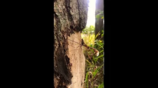 Alien Wasp injecting tree