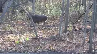 2015 Michigan Whitetail Archery Buck