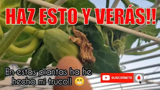 La planta de calabaza no produce 🥒🧅 por qué el calabacín o calabaza no da flores hembra