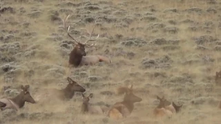MONSTER Bull at 240 Yards!! Wyoming Elk Hunting!