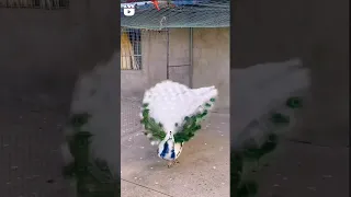 Rare white peacock with its spectacular feathers ❤️