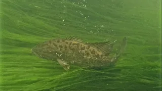 River Fishing w/ the Whopper Plopper for Smallmouth Bass (Topwater Explosions!!!)