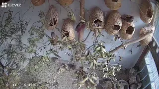 Zebra Finch Aviary Live (03112020 AM)