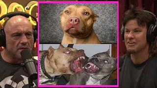 Are Pit Bulls BAD Dogs?! | Joe Rogan & Theo Von #jre