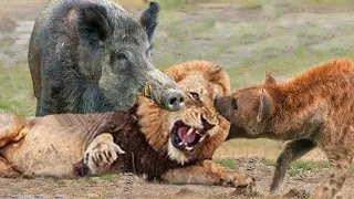 Hyenas Biting Lion Head To Rescue Warthog - Warthog Vs Lion, Hyenas